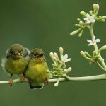 cinta-bukan-sekadar-birahi-cakupannya-luas-dan-mendalam-trco