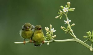 cinta-bukan-sekadar-birahi-cakupannya-luas-dan-mendalam-trco