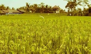 gudang-rezeki-allah-tidak-pernah-kosong-doa-dan-kesabaran-kunci-dikabulkan