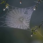menakjubkan-qs-al-ankabut-tentang-sarang-laba-laba-dan-inspirasi-untuk-sains-dan-teknologi
