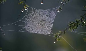 menakjubkan-qs-al-ankabut-tentang-sarang-laba-laba-dan-inspirasi-untuk-sains-dan-teknologi