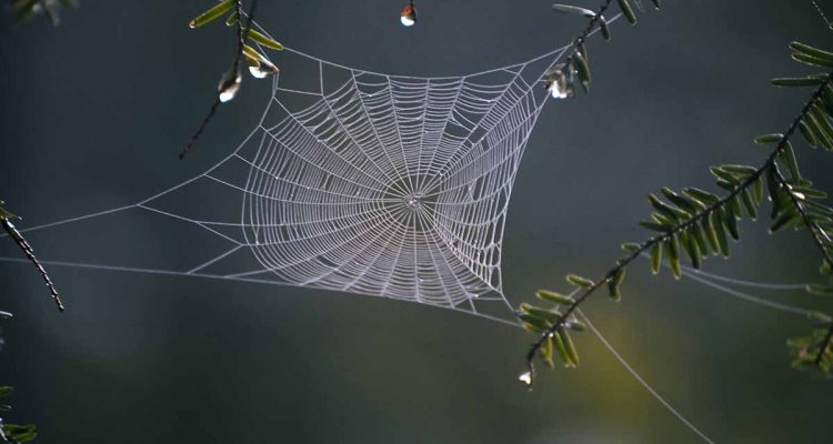 menakjubkan-qs-al-ankabut-tentang-sarang-laba-laba-dan-inspirasi-untuk-sains-dan-teknologi