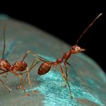 belajar-dari-semut-rangrang-filosofi-ketegasan-essensial-dan-kekuatan-peduli-komunitas