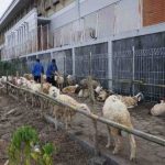 sma-muhi-yogyakarta-salurkan-44-kambing-dan-6-sapi-idul-adha-1447h