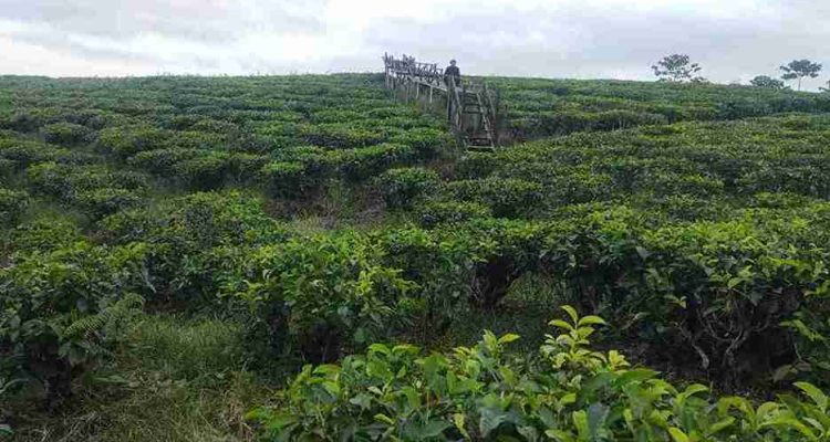 gucialit-ketika-hamparan-kebun-teh-menjadi-cerita-kehidupan-trco